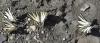 Iphiclides podalirius